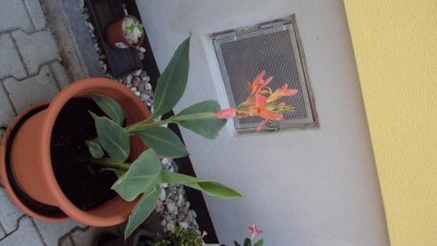 K800_20130813 Canna_2.JPG