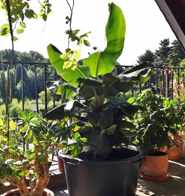 Banane 05.08.2013.jpg