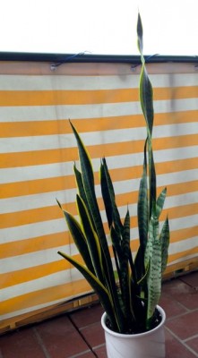 Foto 4.jpg