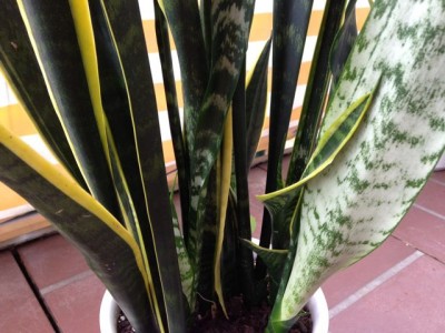 Foto 5.jpg