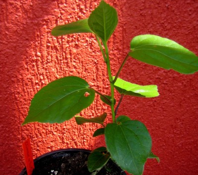 2013-123-1939.jpg