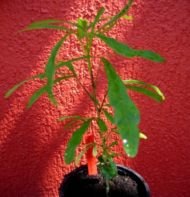 2013-123-1909.jpg