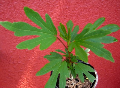 2013-123-1899.jpg