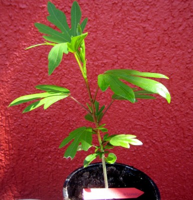 2013-123-1889.jpg
