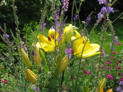 Lilium gelb_9343.jpg