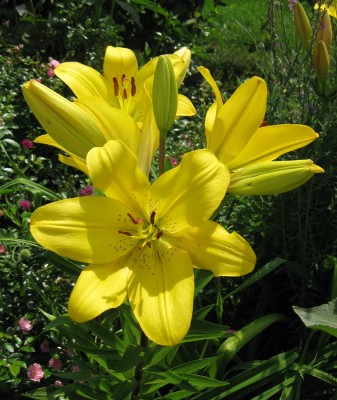 Lilium gelb_9342.jpg