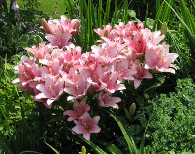 Lilium rosa_9626.jpg