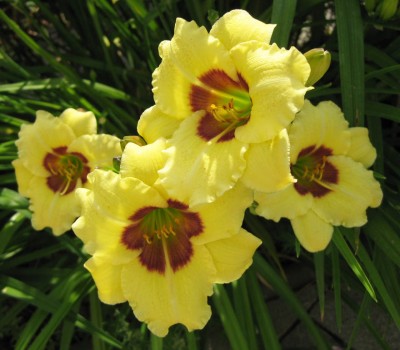 Hemerocallis Alling Funny Freckles_9361.jpg
