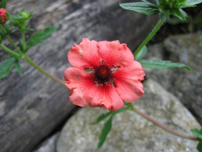 Potentilla_9224.jpg