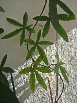 IMG_5861.JPG