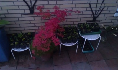 Hosta-Kindergarten 1.jpg