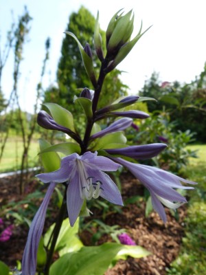 Invincible Spirit Blüte.jpg