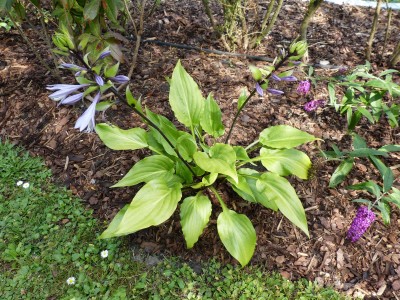 Invincible Spirit.jpg