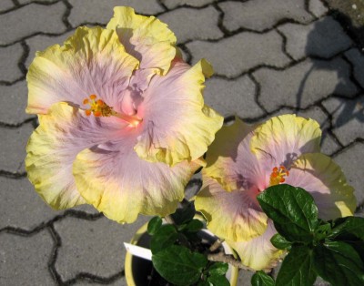 Hibiscus Persian Rug_9204.jpg