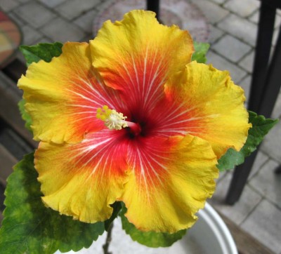 Hibiscus Apollo_9590.jpg