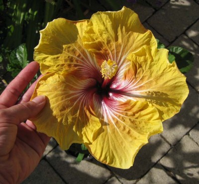Hbiscus Oliver_0990.jpg