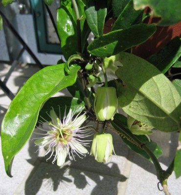 Passiflora cochinchinesis.jpg