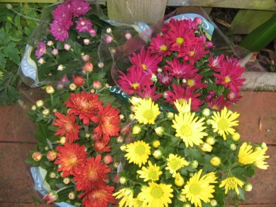 Chrysanthemen 001.JPG