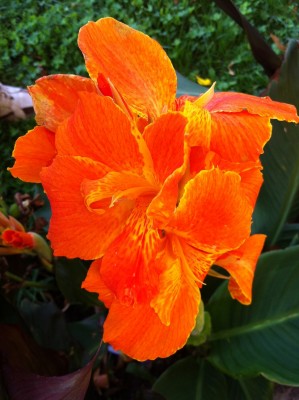 Canna Aranalyon.jpg