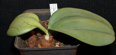 Rauhia multiflora 2009-125 (1).jpg