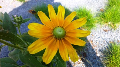 xxx, Amsterdamer Zoo, Niederlande (11).jpg