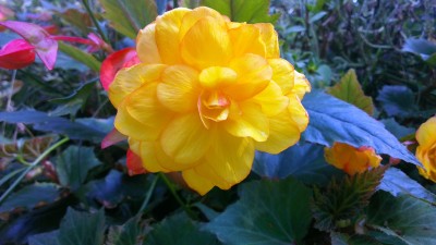 xxx, Amsterdamer Zoo, Niederlande (10).jpg