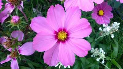 xxx, Amsterdamer Zoo, Niederlande (4).jpg