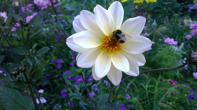 xxx, Amsterdamer Zoo, Niederlande (6).jpg