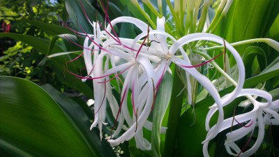 xxx, Amsterdamer Zoo, Niederlande (9).jpg