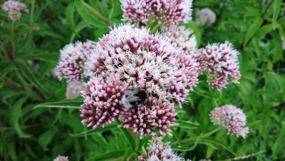 xxx, Kinderdijk, Niederlande (6).jpg