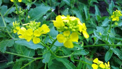 xxx, Kinderdijk, Niederlande (5).jpg