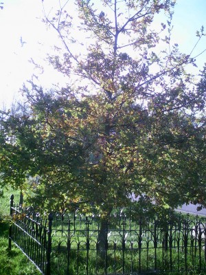 PIC00006.JPG