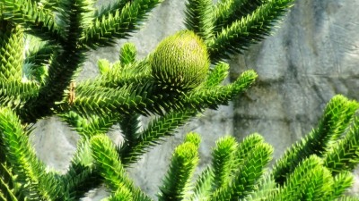 xxx, Amsterdamer Zoo, Niederlande.JPG