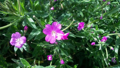 xxx, Kinderdijk, Niederlande (4).jpg