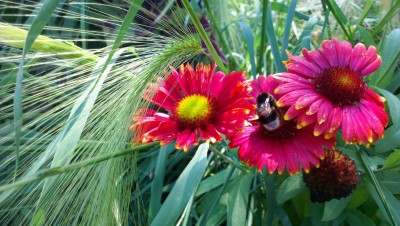 xxx, Amsterdamer Zoo, Niederlande (8).jpg