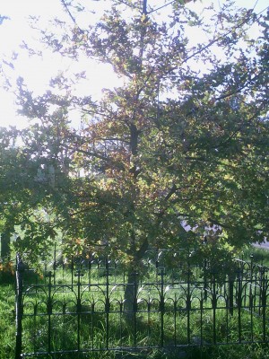 PIC00008.JPG
