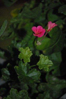 Pellis2013 325yy.jpg