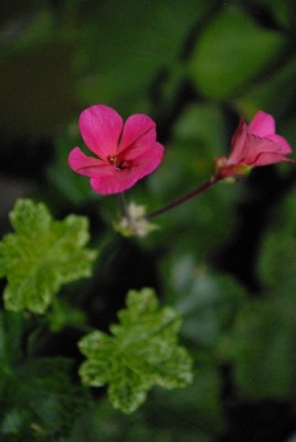 Pellis2013 323yy.jpg