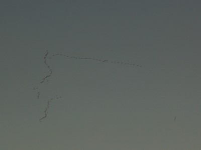 DSCF2344.JPG