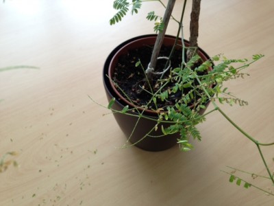 Foto 3.JPG