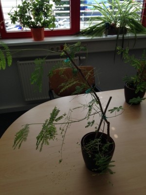 Foto 2.JPG