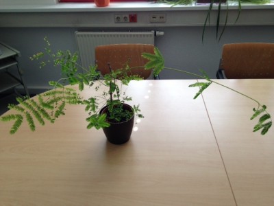 Foto 1.JPG