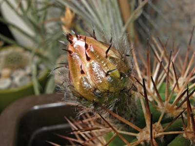 IMG_5904.JPG