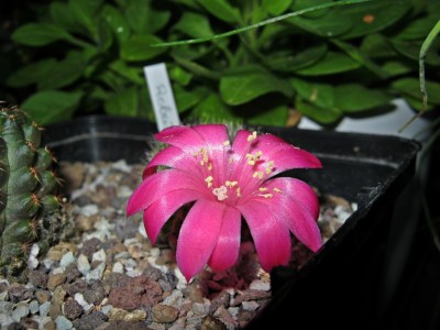 IMG_5898.JPG