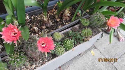 Garten 2013 067.jpg