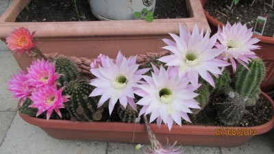 Garten 2013 066.jpg
