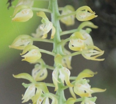 Pflanze 327, Orchidee, IMG_4119 - copia.JPG