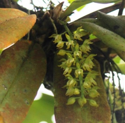 Pflanze 327, Orchidee, IMG_4118.JPG