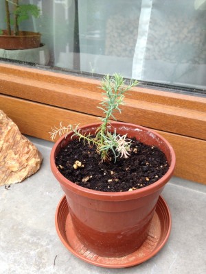 2013-08-09 09.35.48.jpg