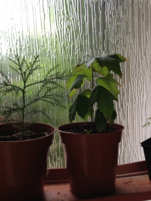 2013-08-09 09.35.25.jpg